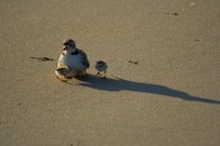 Wildlife