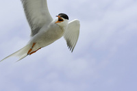 Monomoy NWR Story